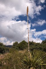 27_Big Bend National Park_14